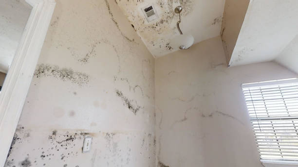 Best Mold Odor Removal Services  in Vernal, UT