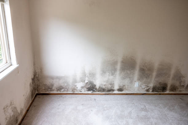 Mold Remediation for Rental Properties in Vernal, UT